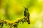 Ecuador-Guango. Buff-tailed coronet hummingbird close-up. Art Print